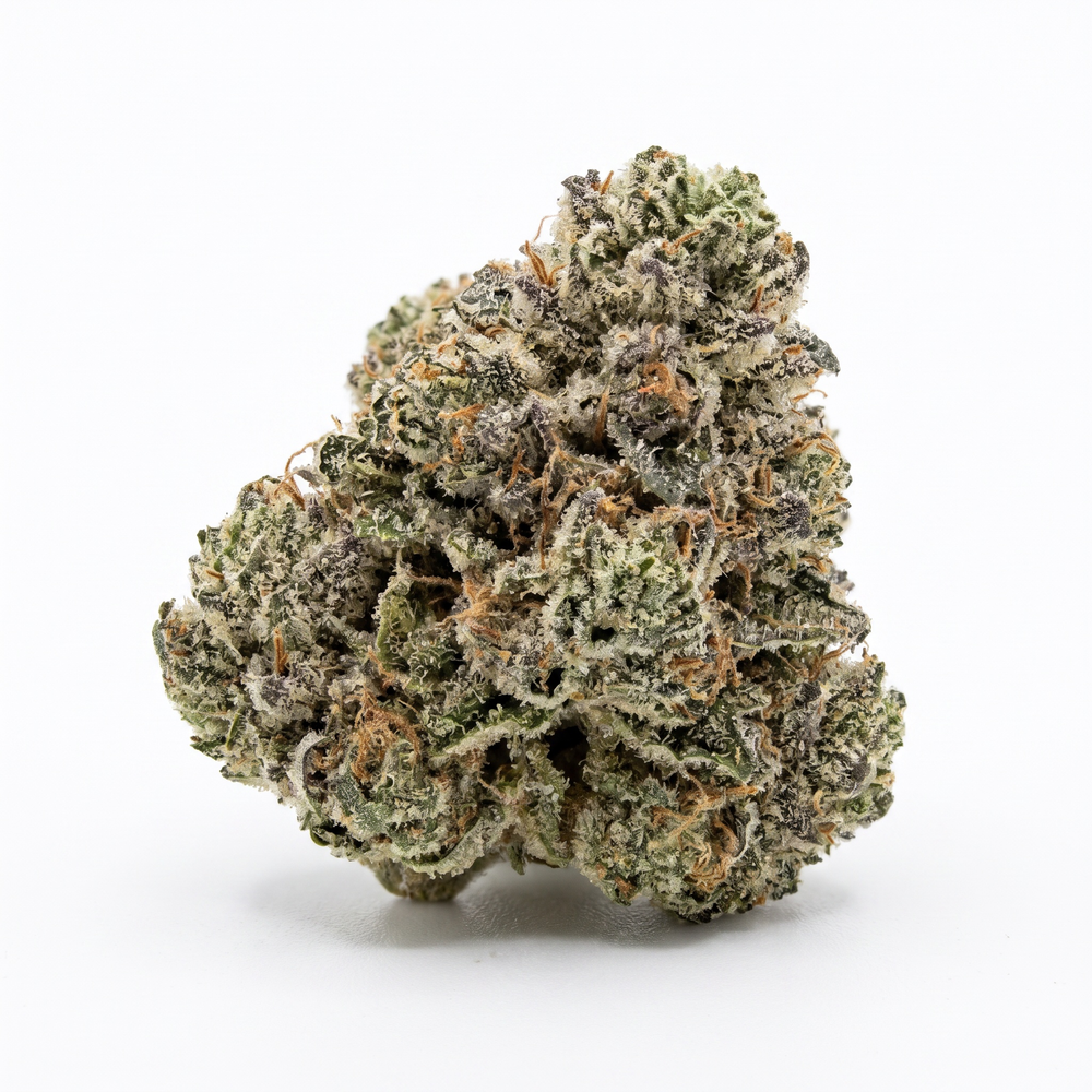 Government Oasis Smalls - Hybrid
