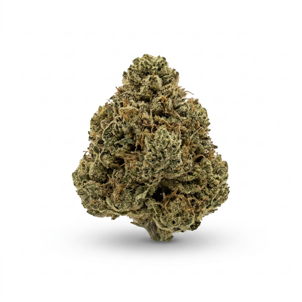 Red Congolese - Sativa