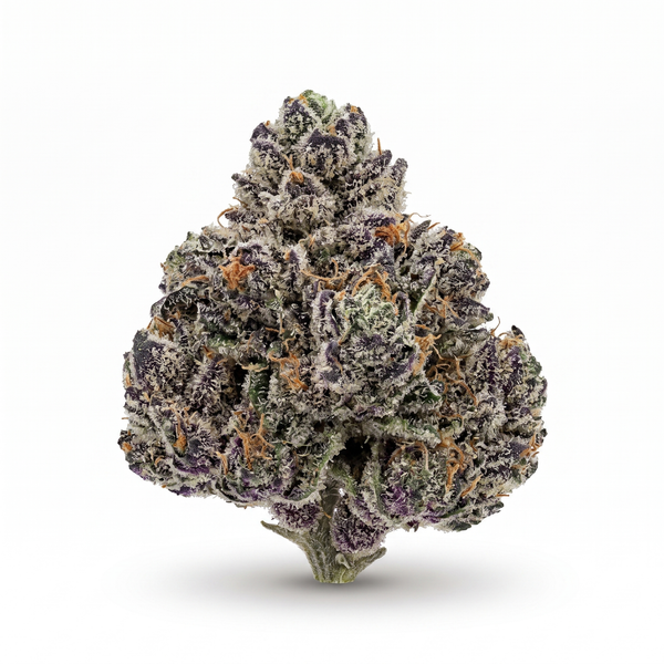 Lady Pink Smalls - Hybrid